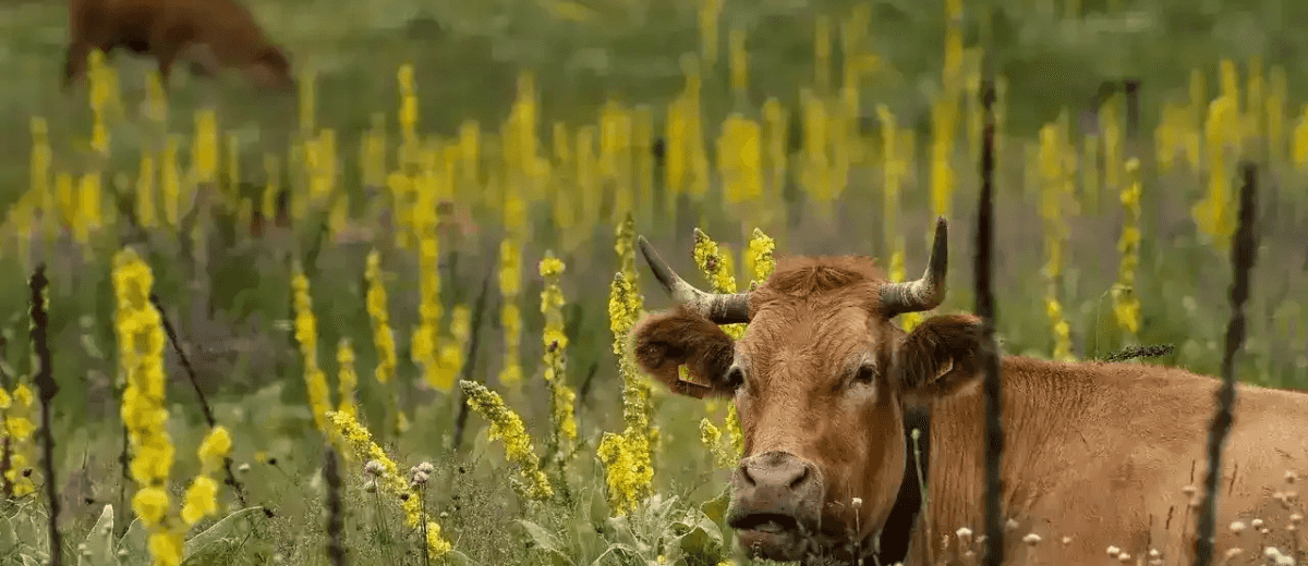 Paysage de la ferme Bytemeuh en France — agriculture durable