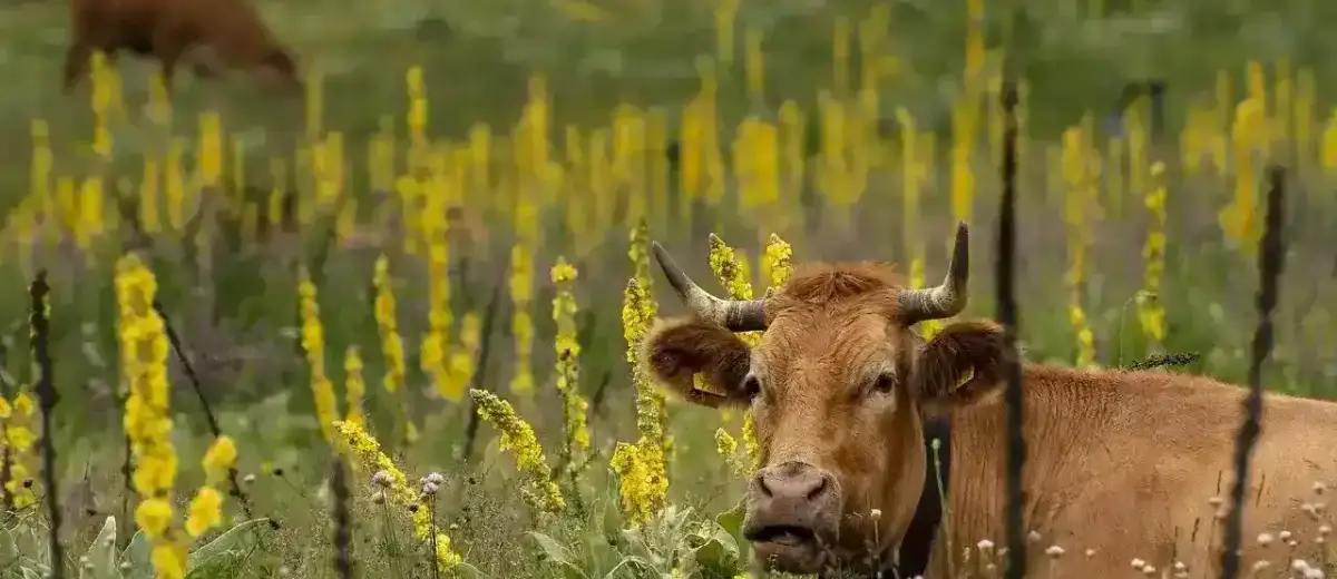 Paysage de la ferme Bytemeuh en France — agriculture durable