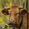 Mascotte vache Bytemeuh