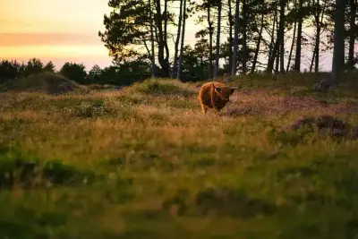 Vaches connectées à la ferme Bytemeuh avec technologie de suivi